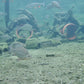 Underwater scientific research, aquaculture, live broadcast Using a high-speed underwater webcam